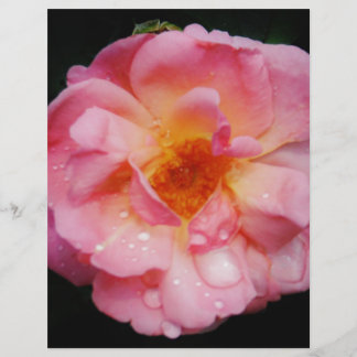 Pink Rose w/ Dew Drops Black Background