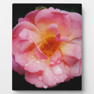 Pink Rose w/ Dew Drops Black Background Plaque