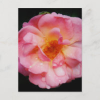 Pink Rose w/ Dew Drops Black Background