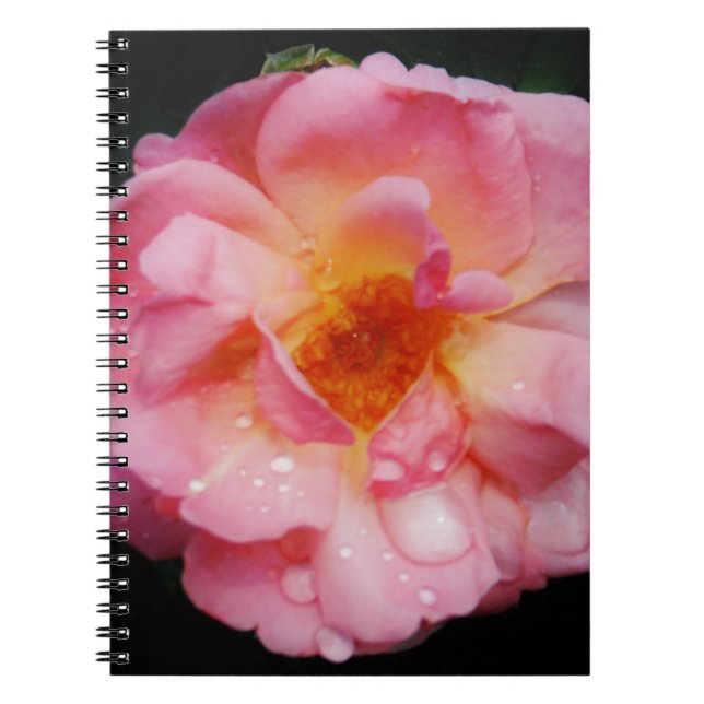 Pink Rose w/ Dew Drops Black Background Spiral Notebook (Front)