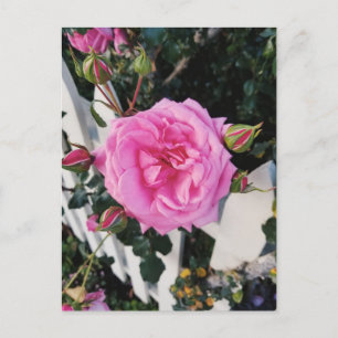 Pink rose white fence postcard