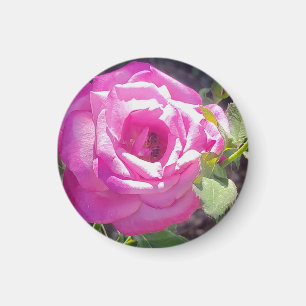 Pink Rose with a Bee Rose Magnet