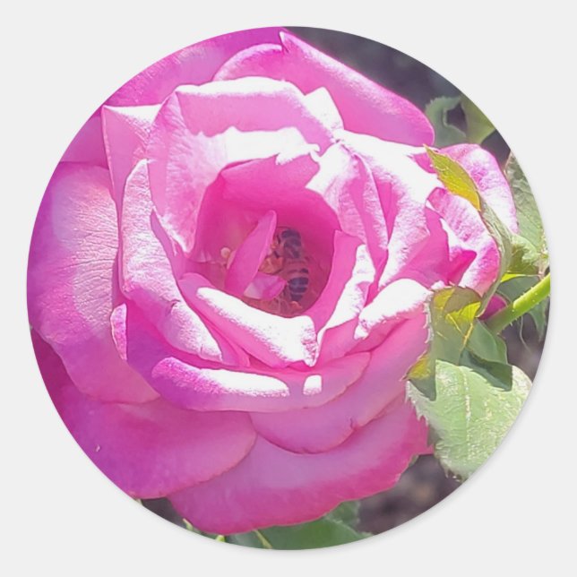 Pink Rose with a Bee Stickers (Front)