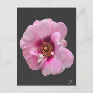 Pink rose with Purple Heart - oil painting Postcard