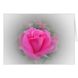 Pink Rose with White