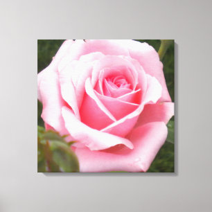 Pink Rose Wrapped Canvas Print