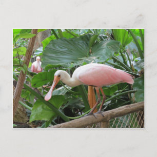 Pink Roseate Spoonbill Bird Postcard