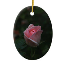 Pink rosebud