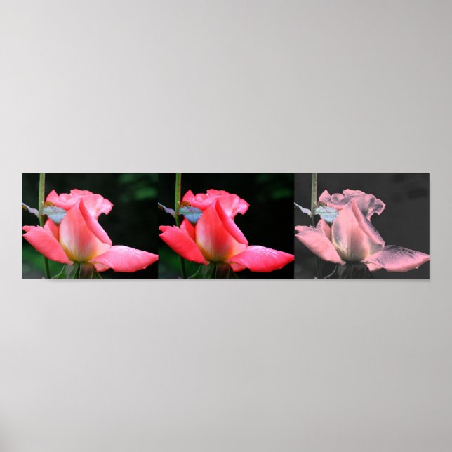 Pink Rosebud Collage Photo Art  Poster (Front)