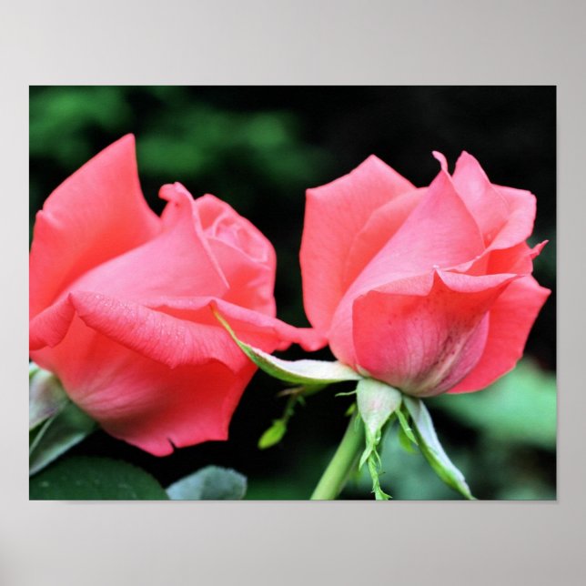Pink Rosebud Pair  Poster (Front)