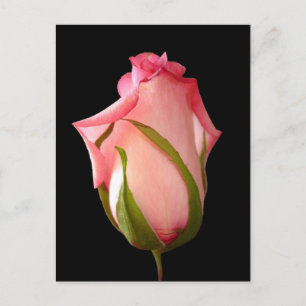 Pink Rosebud with Black Background Postcard