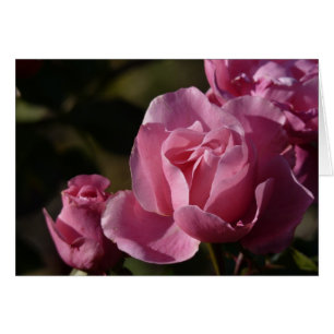 pink roses