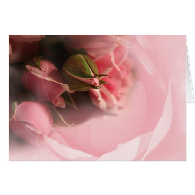 Pink Roses (Front Horizontal)