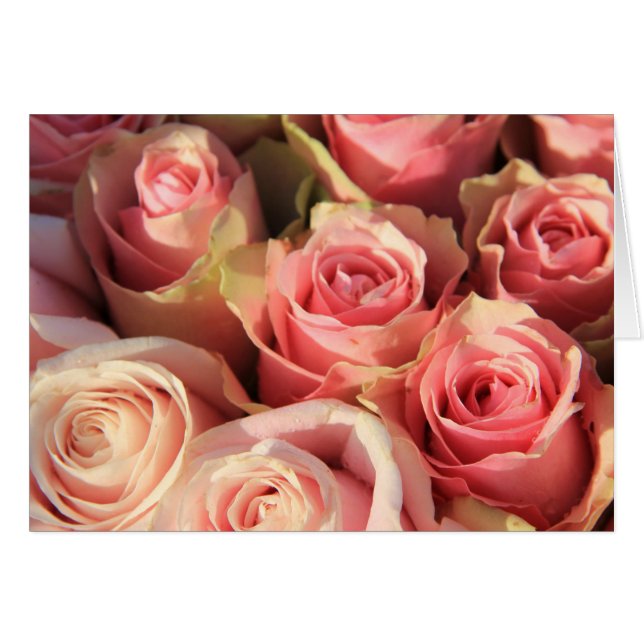 Pink roses by Therosegarden (Front Horizontal)