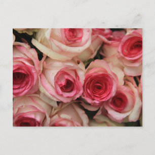 pink roses by TheRoseGarden Postcard