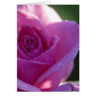Pink Roses Dew