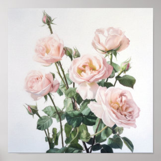 Pink Roses Flower Art Print Poster
