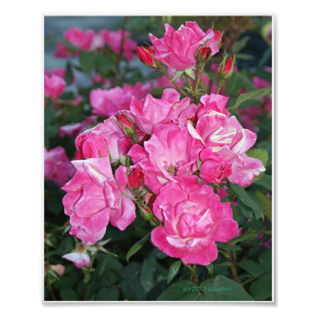 Pink Roses I Photo Print (Front)