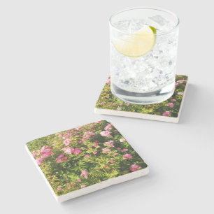 Pink Roses in bloom Stone Coaster