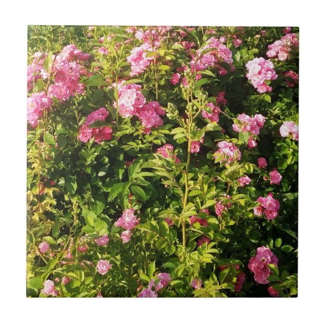 Pink Roses in bloom  Tile (Front)