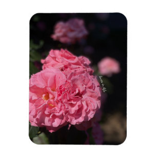 Pink Roses Magnet