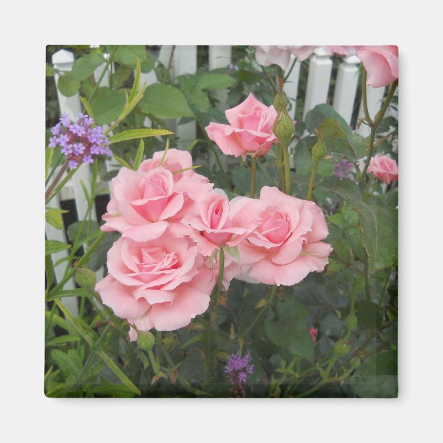 Pink Roses Magnet (Front)