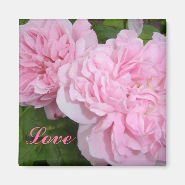 Pink Roses Magnet (Front)