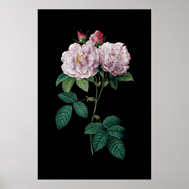 Pink roses of Redoute black background poster (Front)