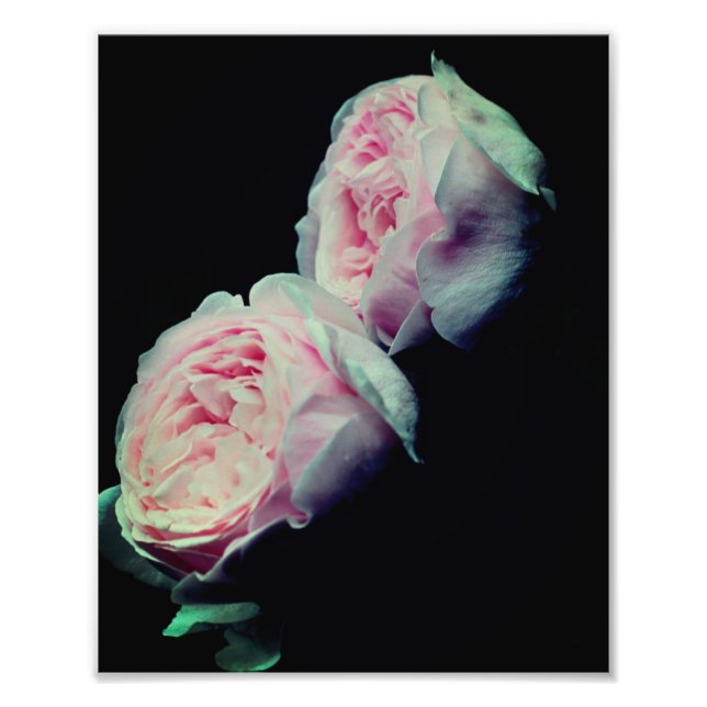 Pink Roses Pair 8x10 Photo Print (Front)