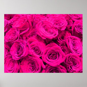 Pink roses pink flowers pink floral poster