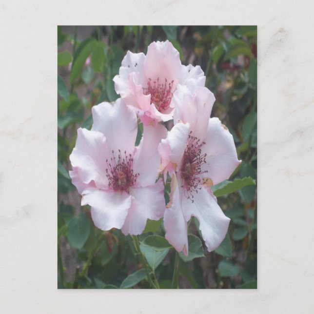 Pink Roses Postcard (Front)