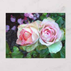 Pink Roses Postcard