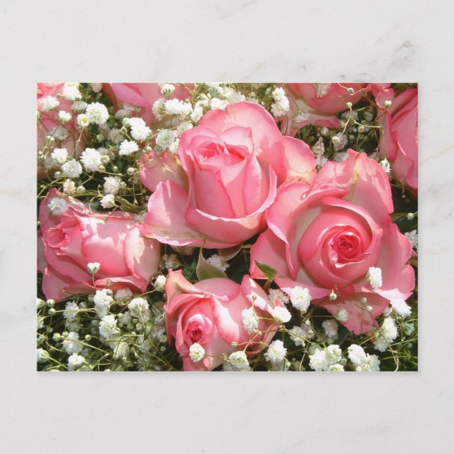 Pink Roses | Postcard (Front)