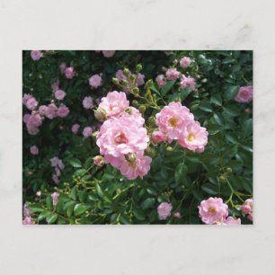 Pink Roses Postcard
