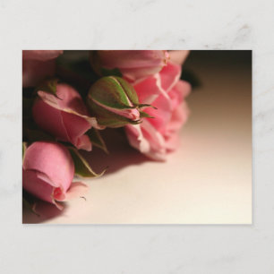 Pink Roses Postcard