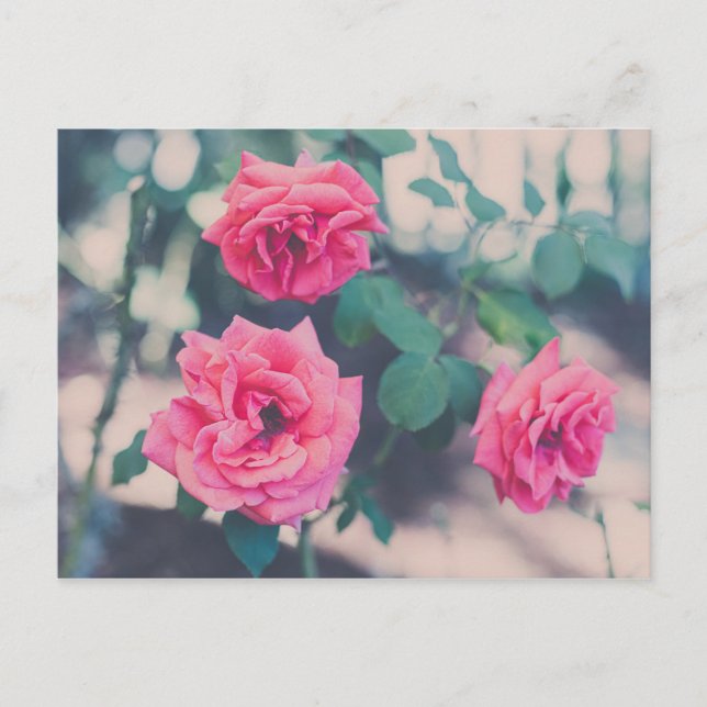 Pink Roses Postcard (Front)