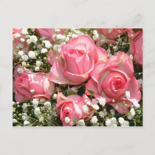 Pink Roses Postcard (Front)