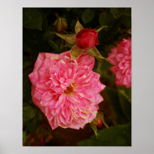 Pink Roses Poster