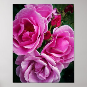Pink Roses Poster