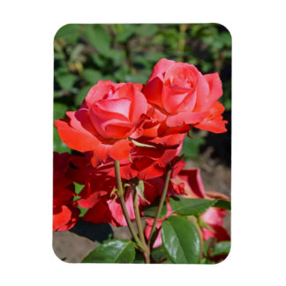 Pink roses print magnet