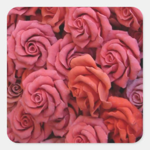 Pink roses square sticker