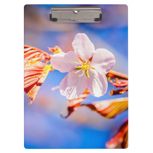 Pink Sakura Flower Blue Sky Clipboard (Front)