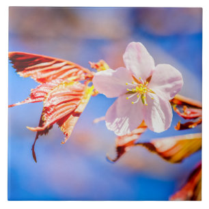 Pink Sakura Flower Blue Sky Tile