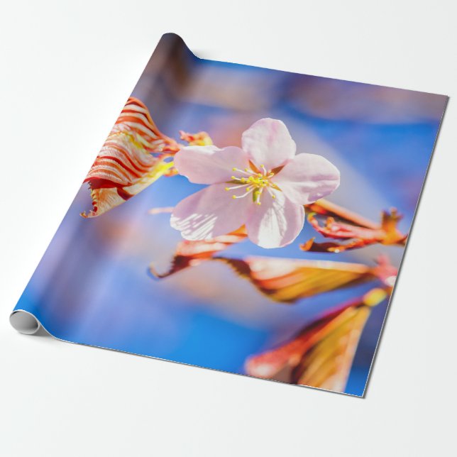 Pink Sakura Flower Blue Sky Wrapping Paper (Unrolled)