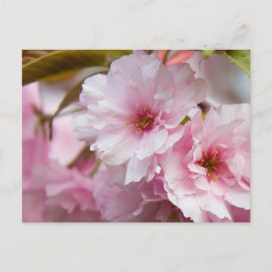 Pink Sakura Flower Postcard
