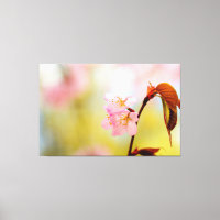 Pink Sakura Flowers And Red Leaves In Springtime