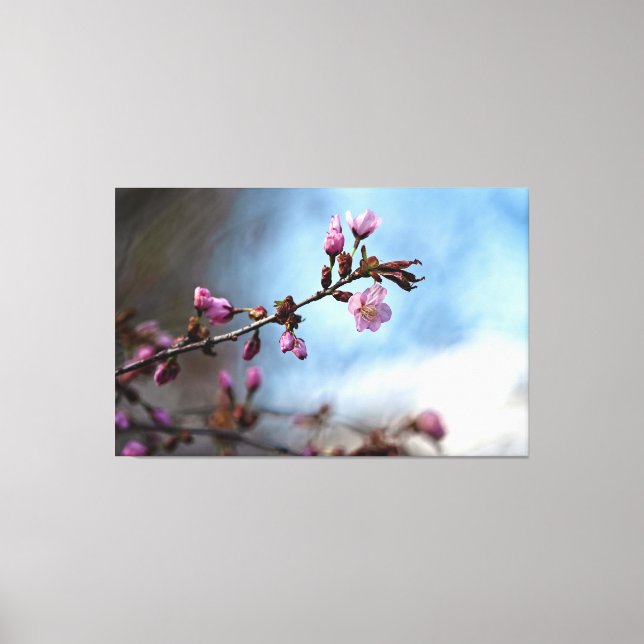 Pink Sakura Flowers, Blue Sky, White Cloud Canvas Print (Front)