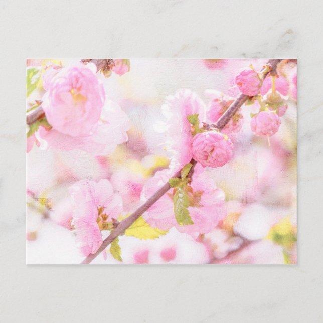 Pink sakura flowers - Japanese cherry blossom Postcard (Front)