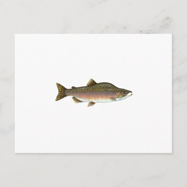 Pink Salmon Postcard (Front)