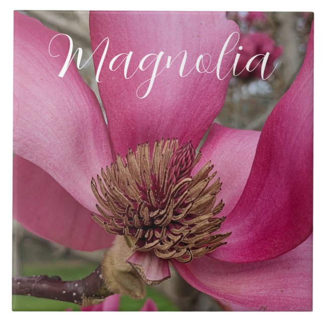 Pink Saucer Magnolia Blossom Floral Tile (Front)